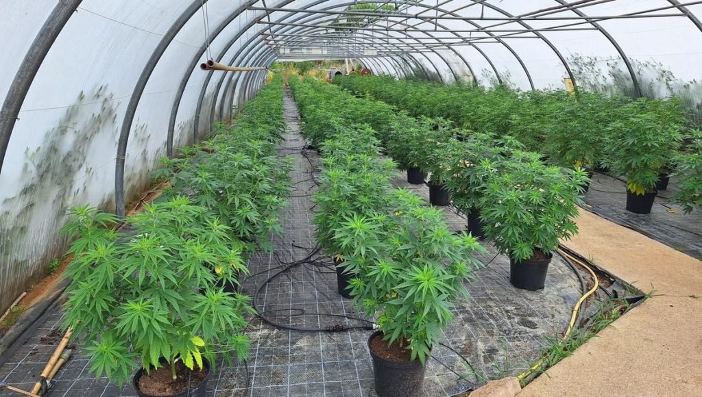 découvrez comment la concurrence inéquitable affecte le marché du cbd à montbéliard : enjeux, conséquences sur les professionnels et consommateurs, et perspectives d'évolution pour un secteur plus équitable.