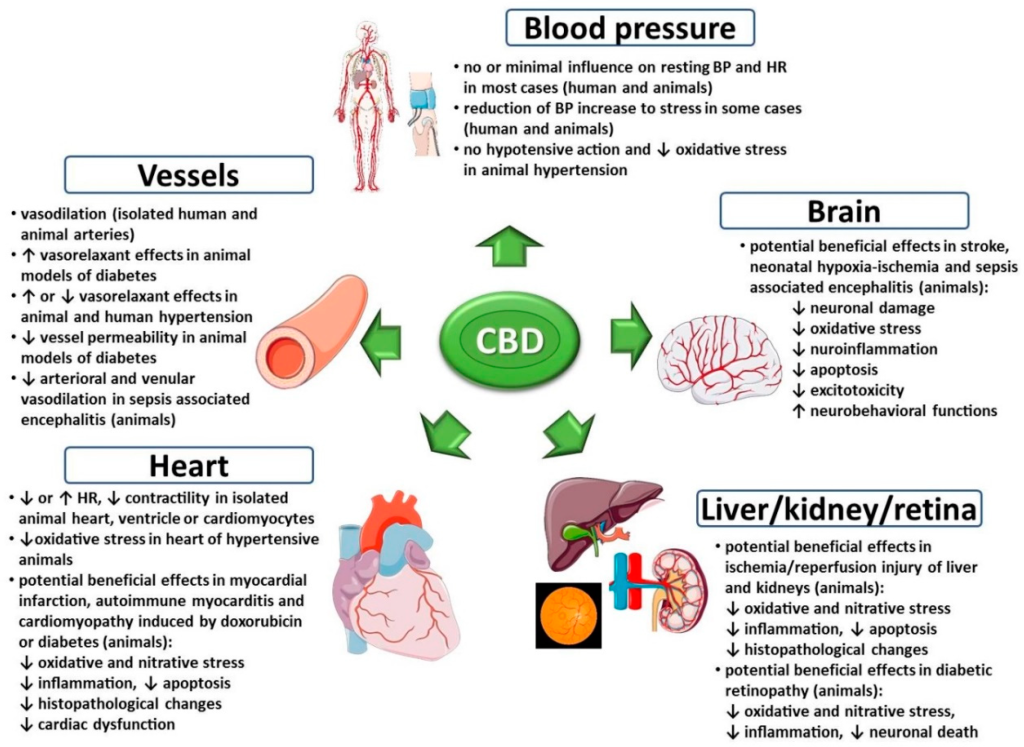 découvrez les principaux dangers du cbd et les risques d'intoxication associés. informez-vous sur les effets secondaires, les précautions à prendre et comment utiliser le cbd en toute sécurité.