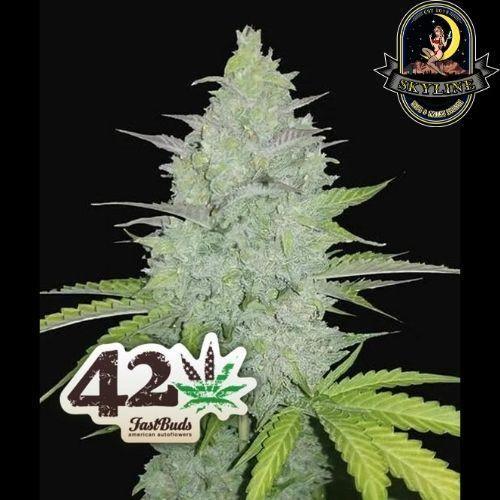 découvrez tout sur la fast bud cannabis : une variété de cannabis à floraison rapide, idéale pour les cultivateurs pressés. apprenez ses caractéristiques, ses effets et des conseils de culture pour optimiser votre récolte.