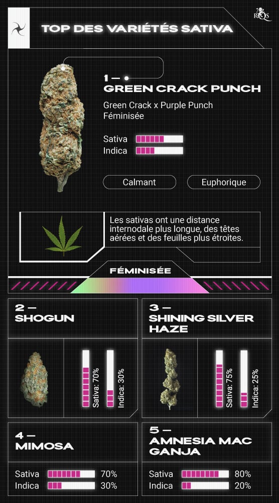 découvrez notre guide complet pour débutants sur la culture des graines de cannabis : conseils essentiels, choix des variétés, astuces de germination et étapes pour réussir sa première récolte en toute simplicité.