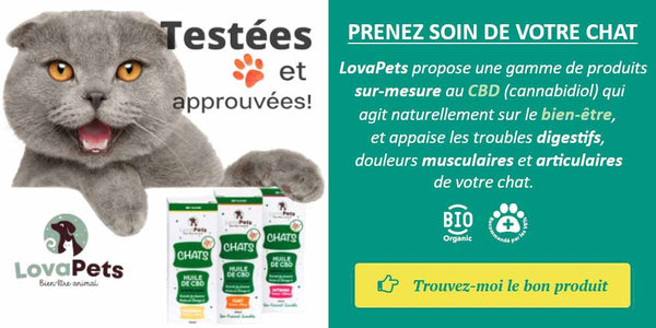 découvrez notre comparatif 2025 des meilleurs produits cbd pour chats : bienfaits, avis, dosages et conseils pour le bien-être de votre animal. trouvez le cbd idéal pour votre chat !