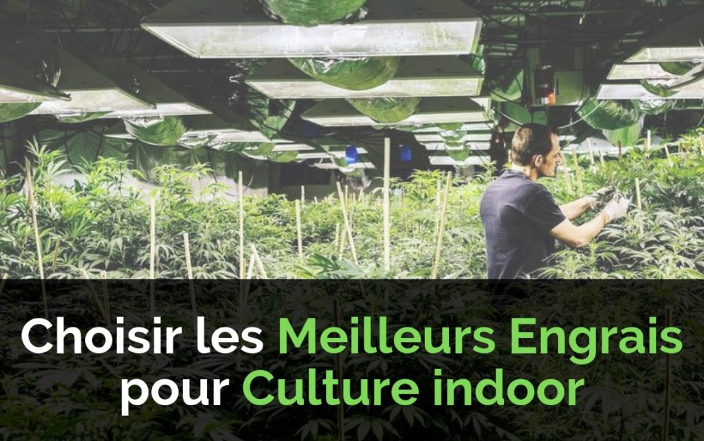 découvrez notre guide des meilleurs engrais pour cannabis : conseils, comparatif et astuces pour optimiser la croissance et la production de vos plants de cannabis en intérieur ou extérieur.