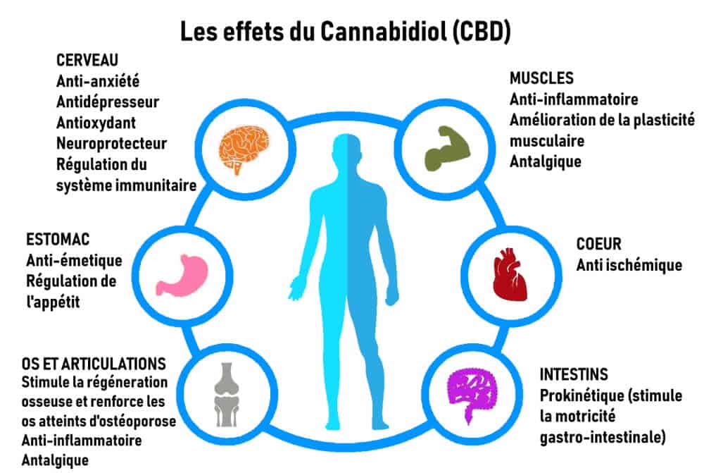 découvrez les principaux risques liés à l'utilisation du cbd : effets secondaires possibles, interactions avec d'autres médicaments et précautions à prendre pour une consommation sûre et responsable.