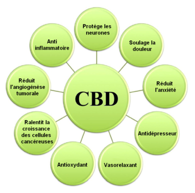 découvrez les principaux risques liés à la consommation de cbd : effets secondaires, interactions médicamenteuses et points de vigilance pour une utilisation en toute sécurité.