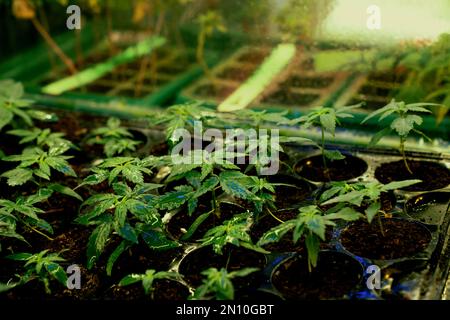 découvrez comment choisir et utiliser le meilleur terreau pour la culture du cannabis. conseils, astuces et recommandations pour optimiser la croissance et la santé de vos plants.