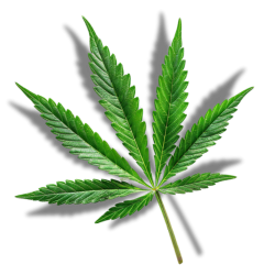 découvrez comment acheter du cannabis en ligne en toute sécurité. conseils, plateformes fiables et informations légales pour un achat simple et serein.