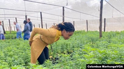 découvrez comment les agriculteurs cbd cultivent le chanvre pour produire des extraits de cannabidiol, leurs méthodes de culture, avantages, et les défis du secteur en france.