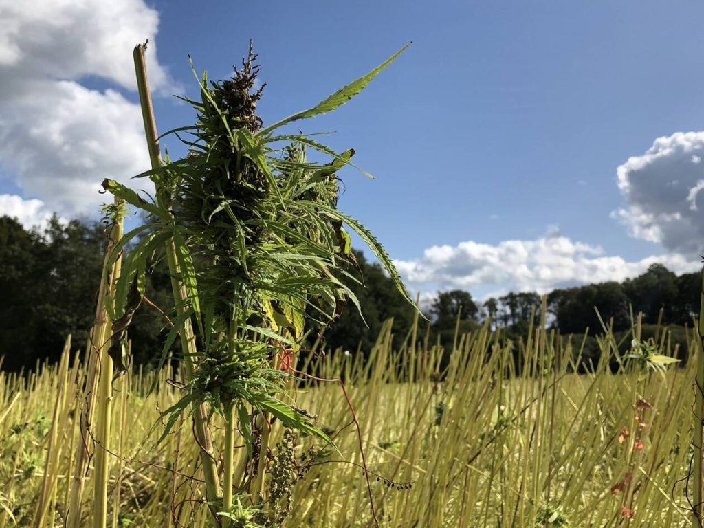 découvrez le métier d'agriculteur cbd : production, réglementation, conseils et actualités pour se lancer dans la culture de chanvre bien-être en france.