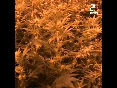 découvrez l'avenir du cannabis médical en france : législation, avancées scientifiques et perspectives d'utilisation pour les patients. analyse des enjeux et des opportunités pour le secteur de la santé.