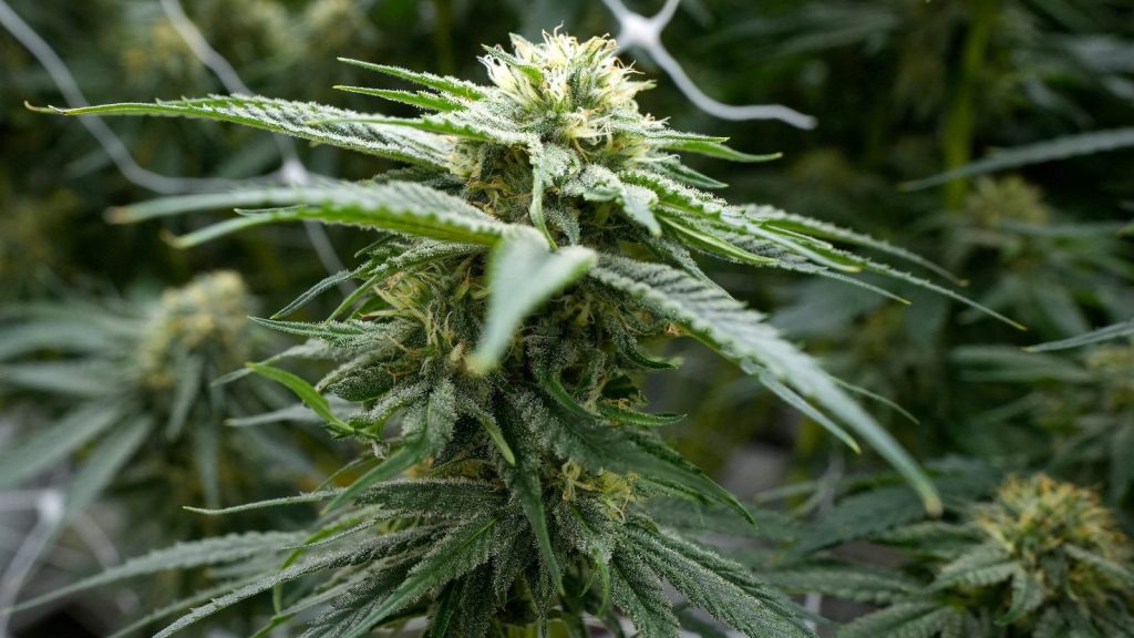 découvrez les perspectives et les enjeux de l'avenir du cannabis médical en france : législation, usages thérapeutiques, avancées scientifiques et évolution du marché.