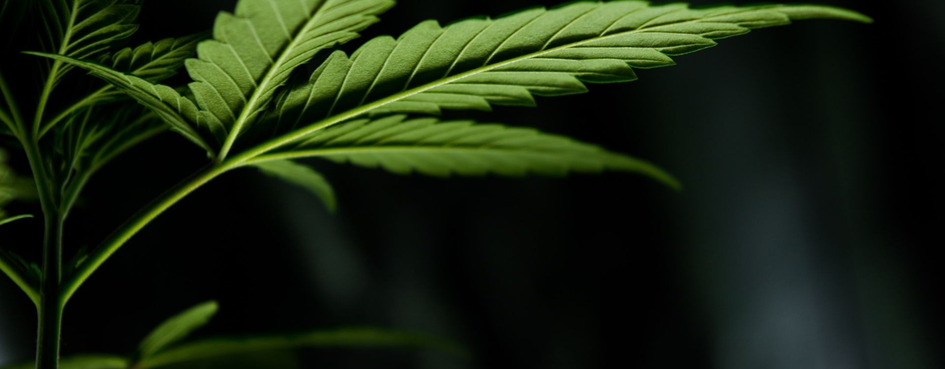 découvrez tout sur les cannabinoïdes et le cannabis : propriétés, effets, usages thérapeutiques, différences entre les types de cannabinoïdes et informations légales essentielles.