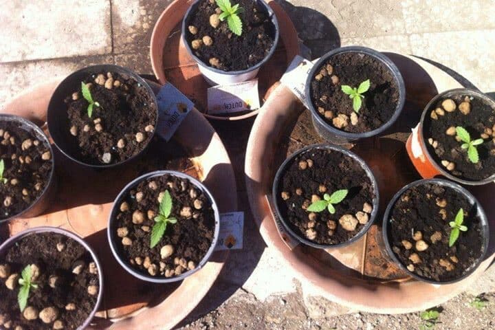 découvrez comment cultiver du cannabis dans des sols arides, les défis à surmonter et les meilleures pratiques pour obtenir une récolte de qualité malgré des conditions difficiles.