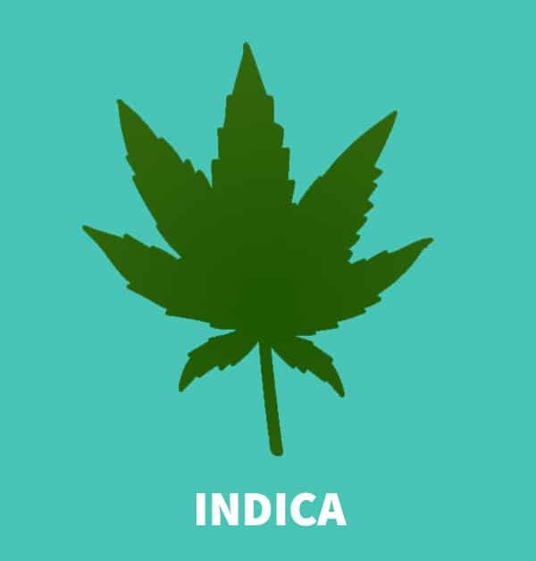 découvrez le cannabis indica : origines, effets, bienfaits thérapeutiques et différences avec le cannabis sativa. apprenez tout sur cette variété prisée pour ses propriétés relaxantes.