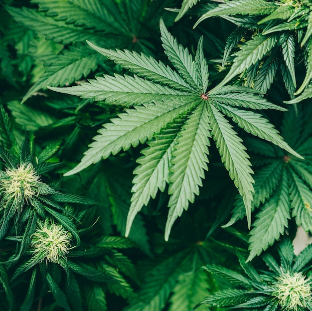 découvrez le cannabis indica : ses origines, ses effets relaxants, ses bienfaits potentiels et ses différences avec le cannabis sativa. guide complet pour mieux comprendre cette variété populaire.