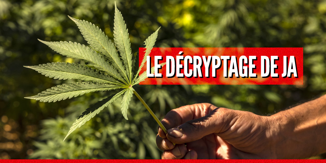découvrez les dernières actualités, tendances et prévisions sur le cannabis au maroc en 2025 : évolution de la législation, économie, culture et opportunités du secteur.