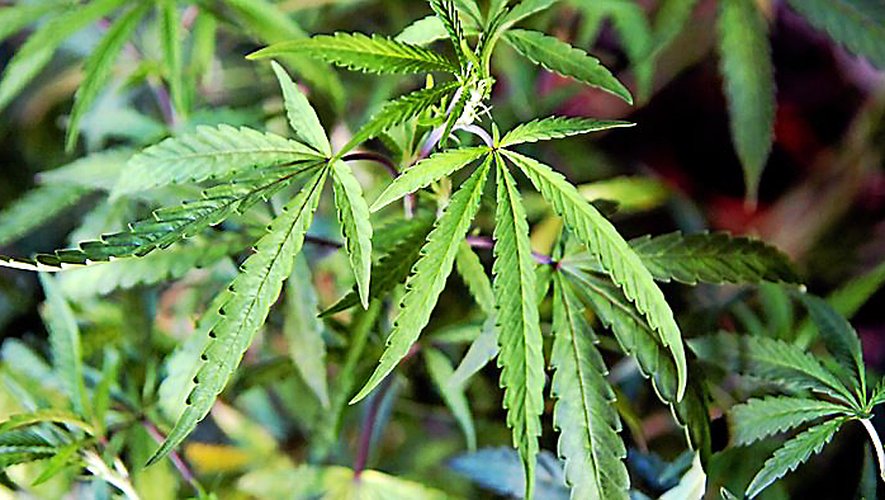 trouvez rapidement des points de vente de cannabis près de chez vous. découvrez les adresses, horaires et conseils pour acheter du cannabis légal dans votre région.