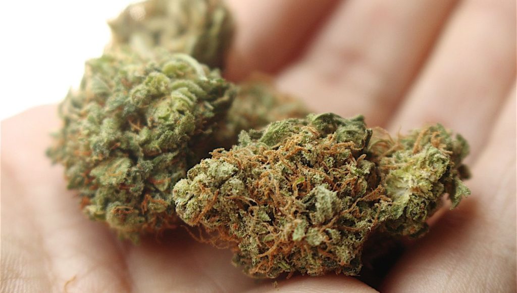 trouvez facilement du cannabis près de chez vous. découvrez les meilleures adresses, horaires d’ouverture et services disponibles autour de votre emplacement.