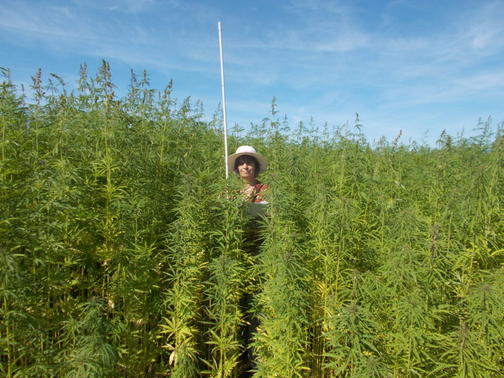 découvrez le chanvre du himachal pradesh : culture traditionnelle, bienfaits naturels et utilisation durable dans cette région montagneuse de l'inde.