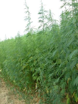 découvrez le chanvre du himachal pradesh : ses usages traditionnels, ses bienfaits naturels et son impact sur l’économie locale de cette région montagneuse de l’inde.