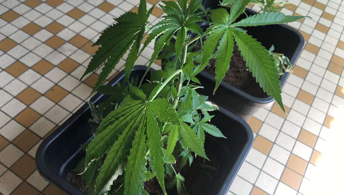 découvrez les implications juridiques pour un conducteur utilisant du cbd : droits, risques et conseils pour rester en conformité avec la justice.