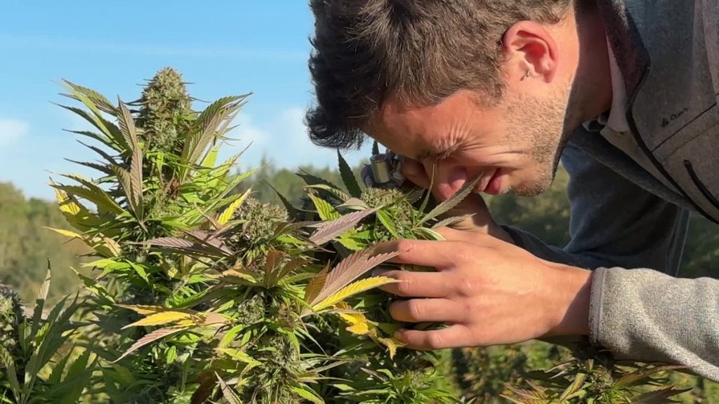 découvrez comment la coopération entre agriculteurs favorise le développement du cbd en france : partage de bonnes pratiques, mutualisation des ressources et innovations agricoles pour une filière cbd durable et rentable.