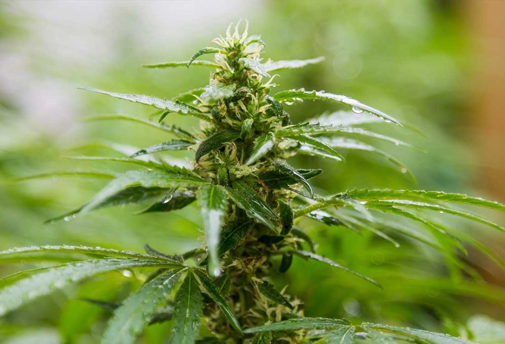 découvrez les principaux dangers potentiels du cbd : effets secondaires, interactions médicamenteuses et précautions à prendre avant utilisation. informez-vous pour une consommation responsable du cannabidiol.