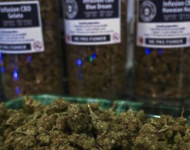 découvrez pourquoi la filière cbd est menacée en france : enjeux, réglementations, impacts sur les producteurs et l’avenir du secteur.