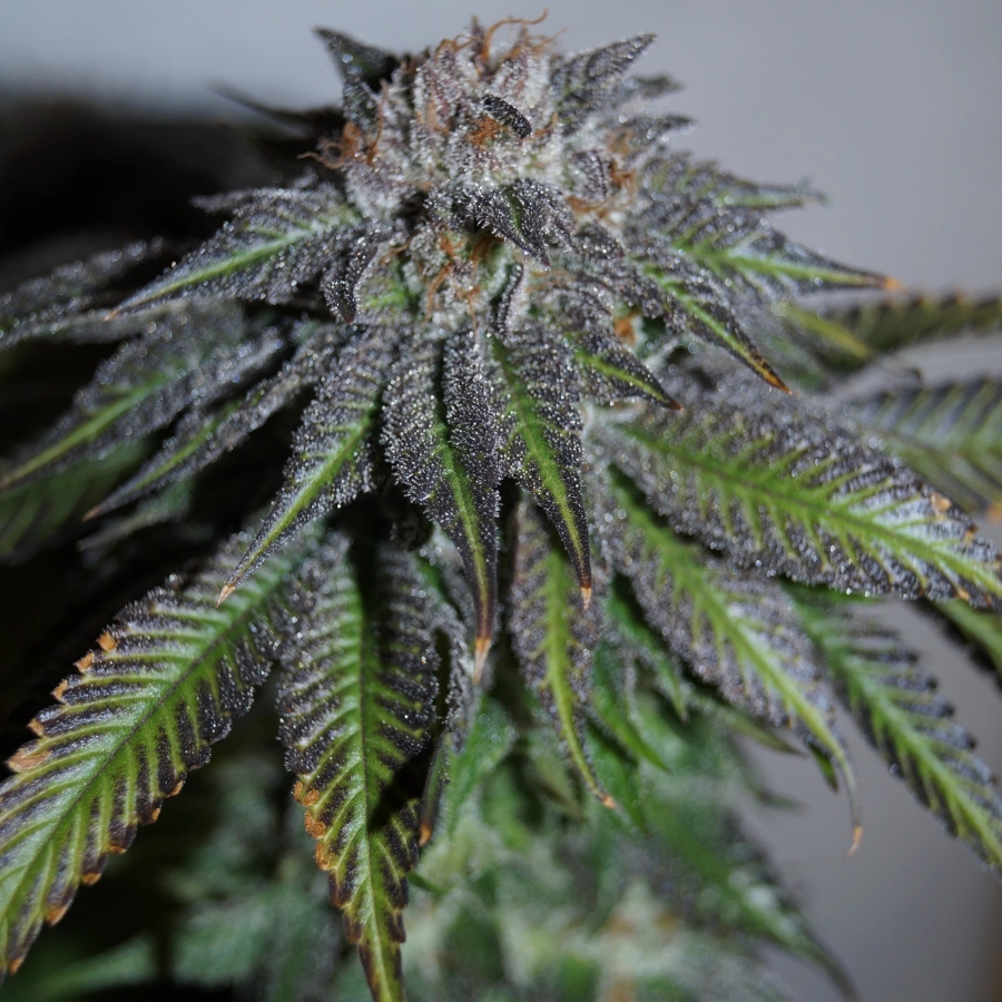 découvrez le fromage infusé au cannabis : une alliance unique de saveurs authentiques et d'effets relaxants. informations, recettes et conseils pour apprécier cette tendance culinaire innovante, en toute légalité.