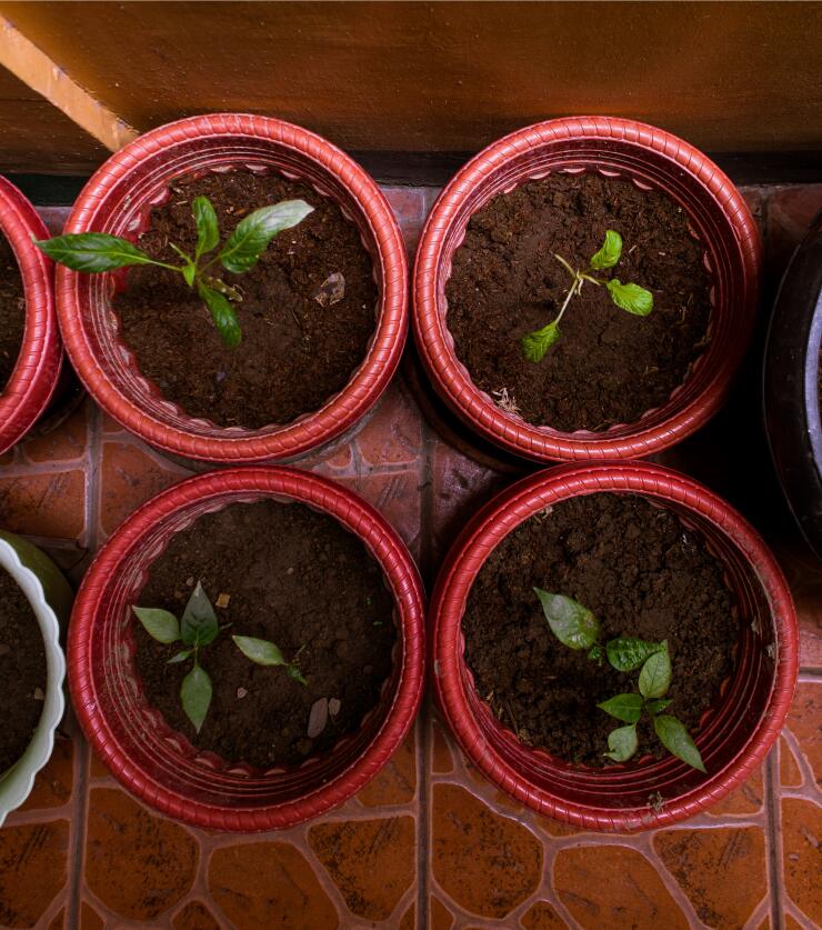 découvrez comment réussir la germination du cannabis : méthodes simples, conseils pratiques et étapes clés pour obtenir des plants sains et vigoureux dès le départ.