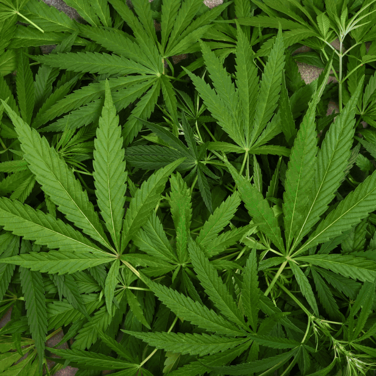 découvrez une sélection de gifs amusants et originaux sur le cannabis : animations, mèmes et illustrations pour partager l'univers du cannabis en toute créativité.