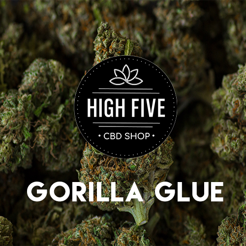 découvrez tout sur la gorilla glue : son origine, ses effets puissants et les conseils pour sa culture. apprenez à connaître cette variété de cannabis incontournable.