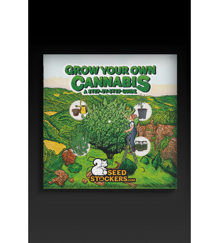 découvrez notre guide d'achat complet pour choisir les meilleures graines de cannabis selon vos besoins. conseils, variétés, critères de sélection et recommandations pour un achat réussi.