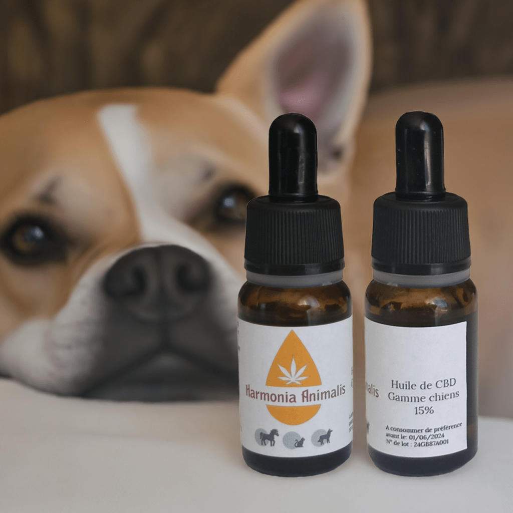 découvrez les bienfaits de l'huile de cbd pour chien : comment elle peut soulager l’anxiété, les douleurs et l’inflammation, ainsi que les précautions à prendre pour garantir le bien-être de votre animal.