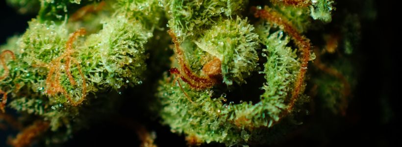 découvrez les principales inquiétudes liées au cbd : efficacité, sécurité, effets secondaires et législation. informez-vous pour prendre une décision éclairée sur l’utilisation du cannabidiol.