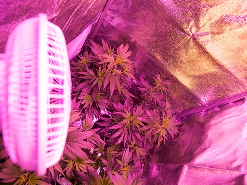 découvrez nos lampes led spécialement conçues pour la culture du cannabis. profitez d’un éclairage puissant, économique et adapté à chaque étape de croissance pour des récoltes optimisées.