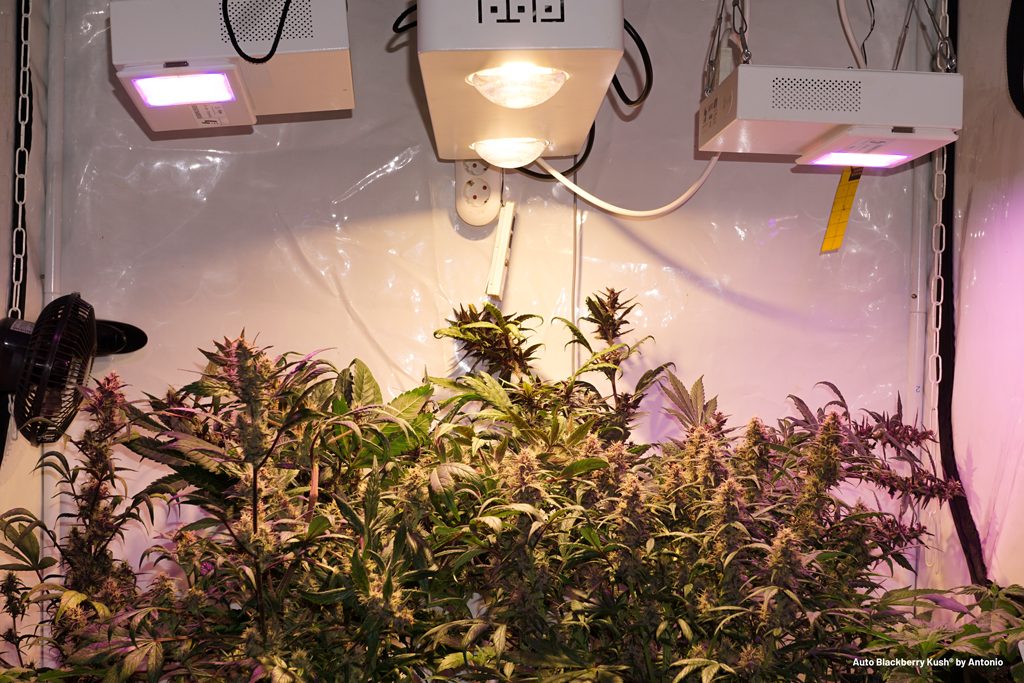 découvrez notre sélection de lampes led pour cannabis, idéales pour optimiser la croissance de vos plantes en intérieur. performance, économie d'énergie et récoltes abondantes garanties !