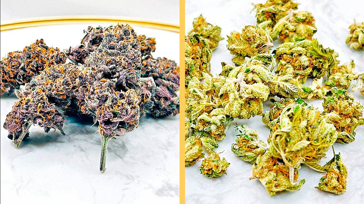 découvrez notre guide 2025 sur le meilleur cbd : comparatif, avis, conseils pour choisir la qualité, les effets et le dosage adaptés à vos besoins.