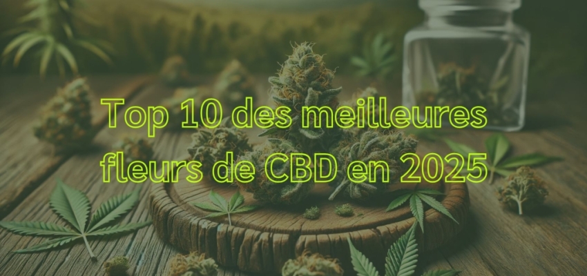découvrez notre guide 2025 sur le meilleur cbd : comparatif, avis, conseils et sélection des produits cbd les plus fiables et efficaces pour votre bien-être.