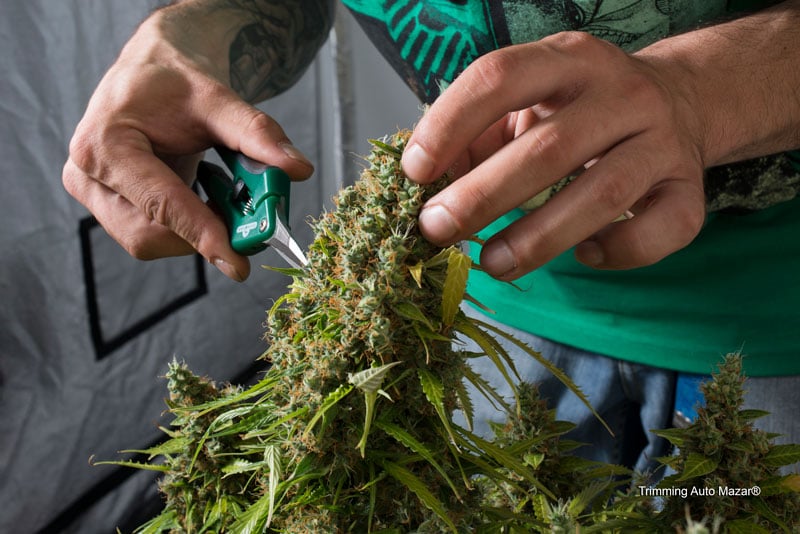 découvrez les meilleures astuces pour sécher votre cannabis efficacement et préserver ses arômes. conseils pratiques pour un séchage rapide et de qualité.