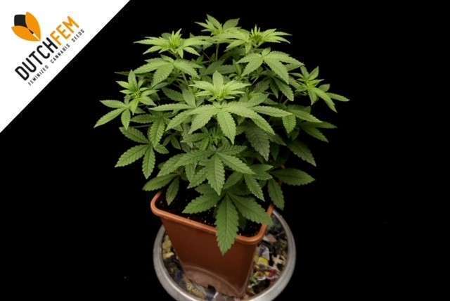 apprenez comment tailler le cannabis efficacement pour améliorer la santé des plantes, optimiser la récolte et obtenir des têtes de meilleure qualité. conseils et étapes faciles pour les cultivateurs débutants et expérimentés.