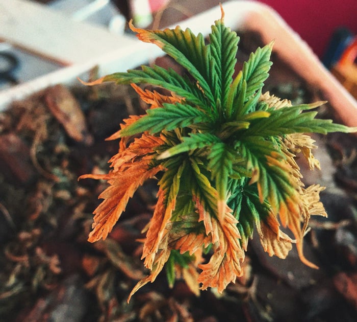 découvrez comment identifier les virus du cannabis et les meilleures méthodes pour protéger vos cultures, prévenir la propagation et garantir la santé de vos plantes.