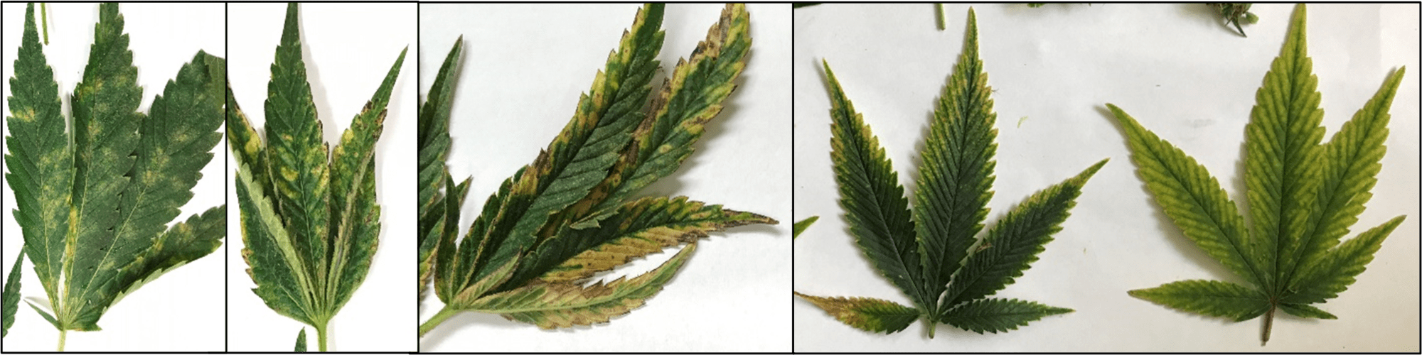 découvrez comment identifier les virus affectant le cannabis et protégez efficacement vos cultures grâce à nos conseils pratiques et astuces de prévention.