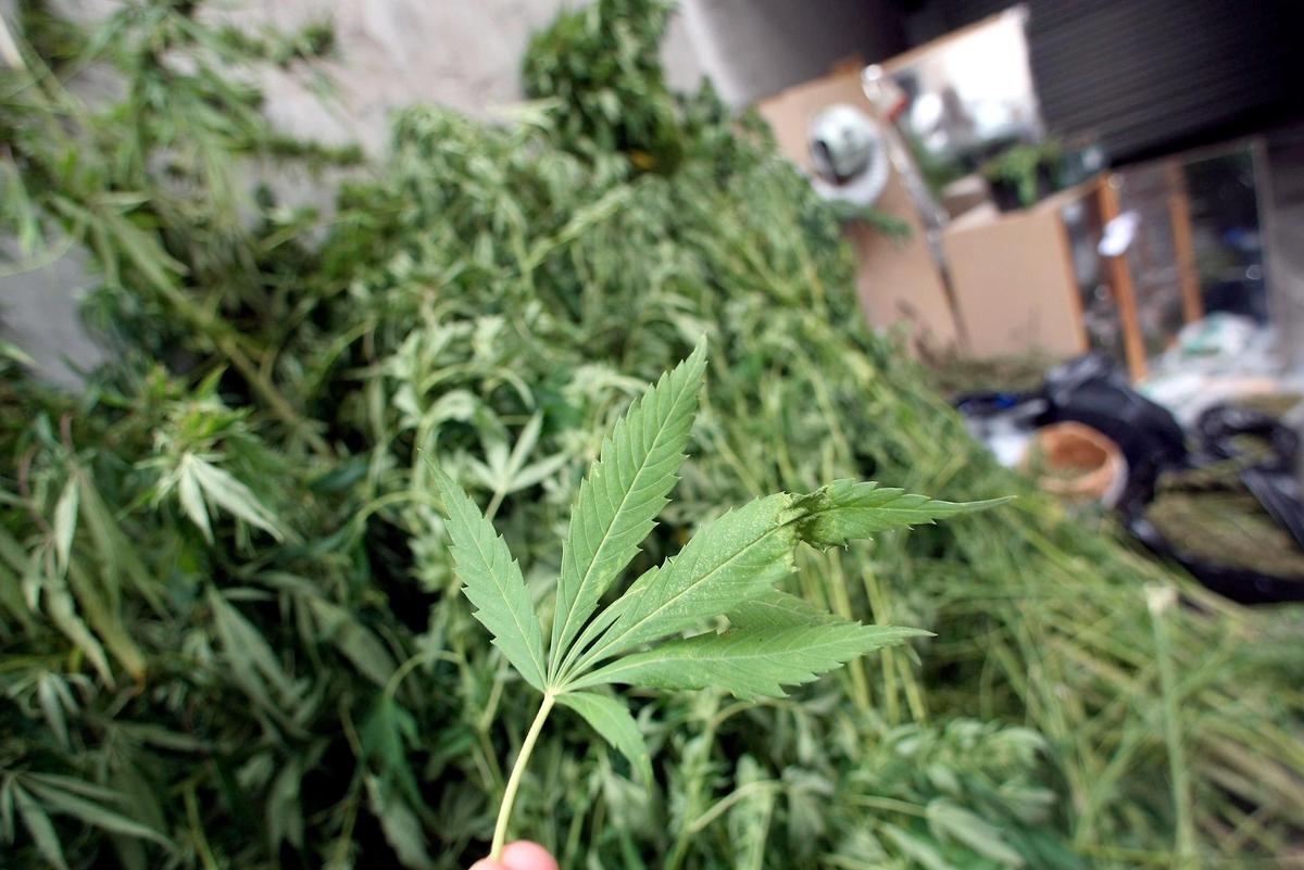 découvrez tout ce qu’il faut savoir sur les voleurs de cbd : risques, prévention et conseils pour protéger vos produits à base de cannabidiol.