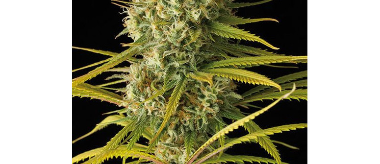 découvrez l'amnesia cannabis : ses origines, ses effets uniques et comment faire le meilleur choix pour une expérience optimale.