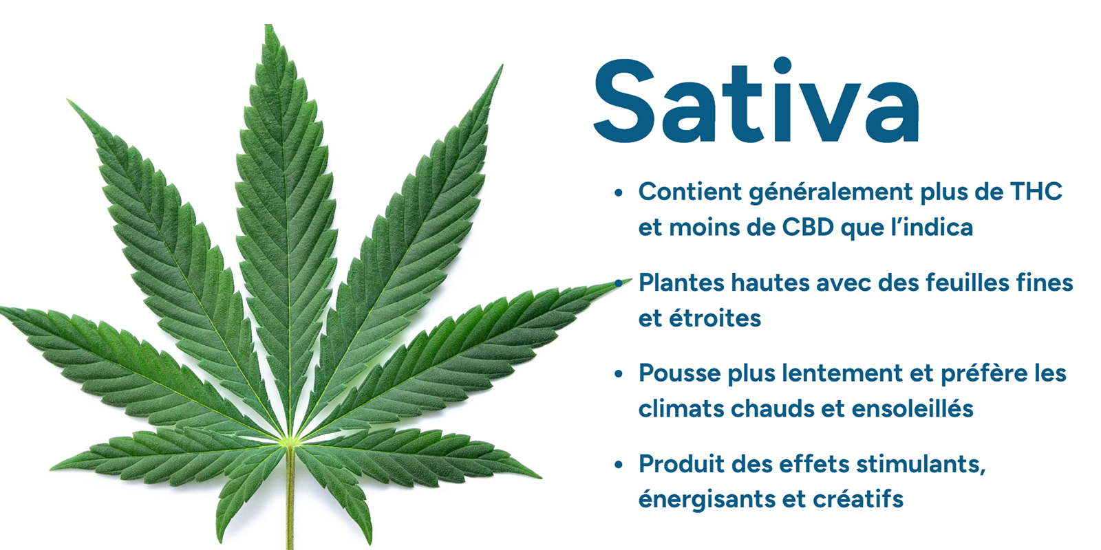 découvrez des avis détaillés et impartiaux sur le cannabis sativa, ses effets, utilisations et bienfaits pour mieux comprendre cette variété de plante.