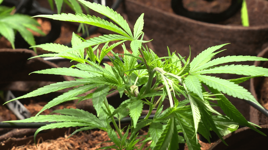 découvrez l'essor spectaculaire des ventes de cbd en eure-et-loir, une tendance qui transforme le marché local et séduit de plus en plus de consommateurs.