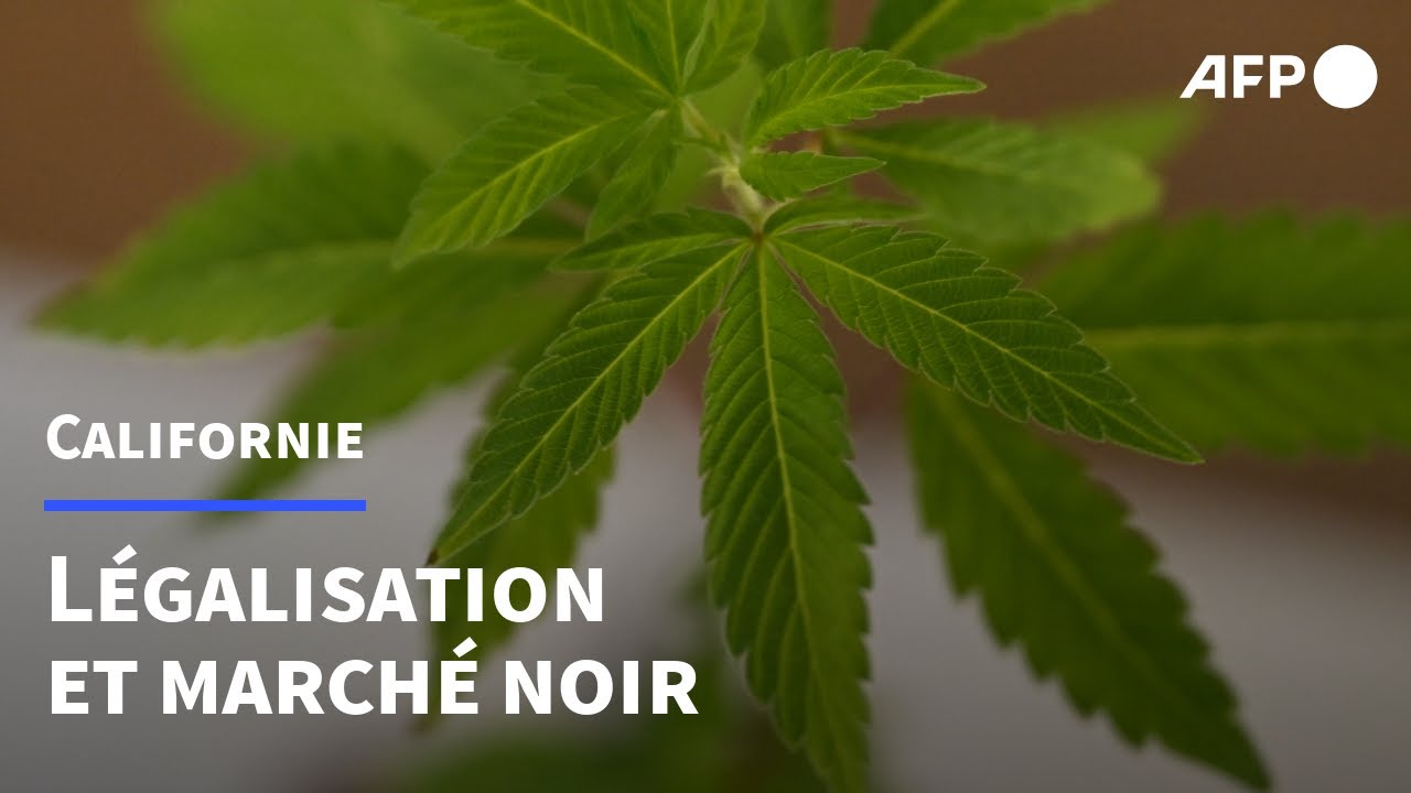 découvrez la législation actuelle sur le cannabis en californie et analysez le marché en pleine expansion, ses opportunités et défis.