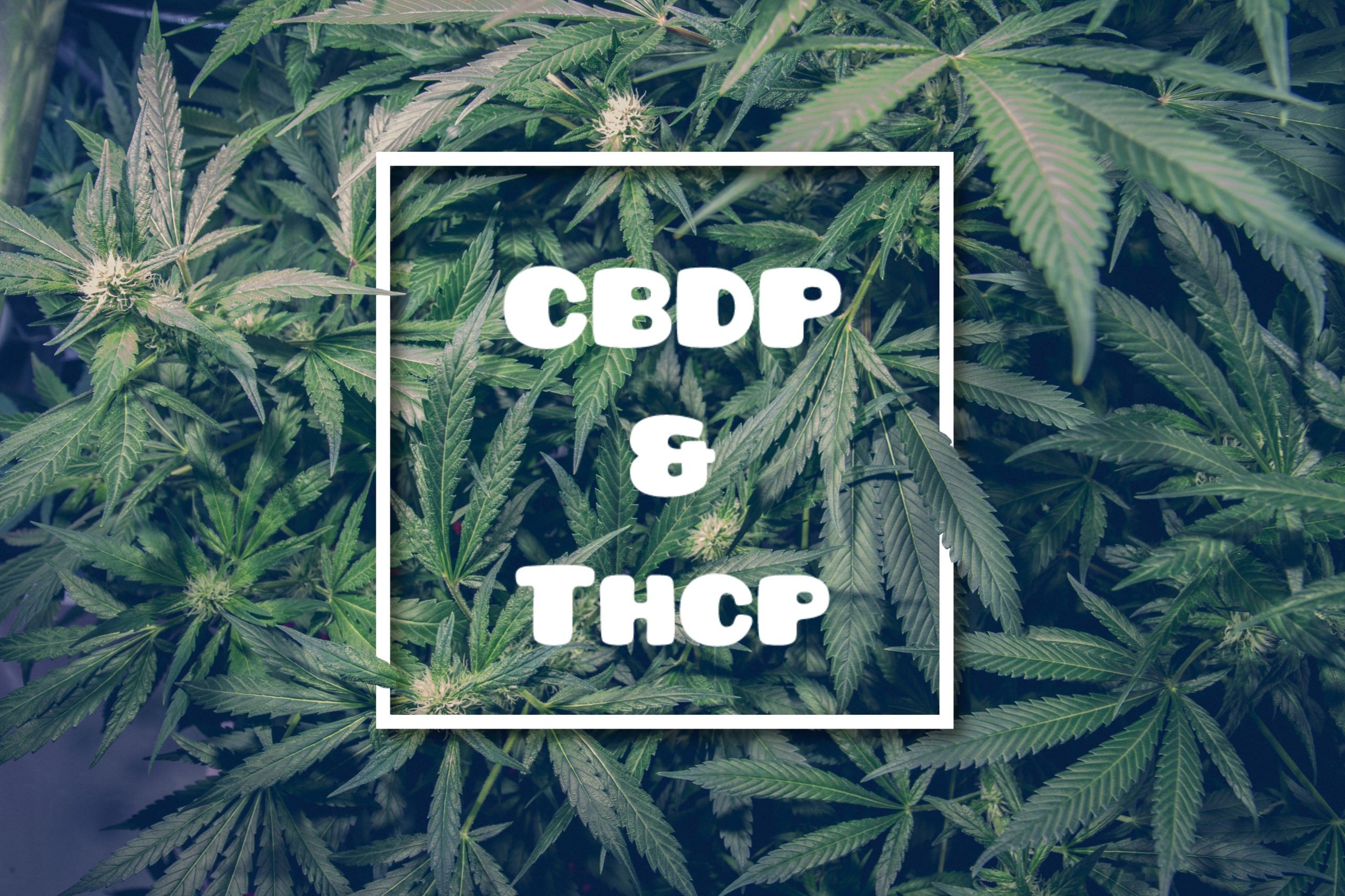 découvrez l'état actuel du cannabis en europe et explorez les perspectives d'évolution législative, économique et sociale dans ce secteur en pleine expansion.