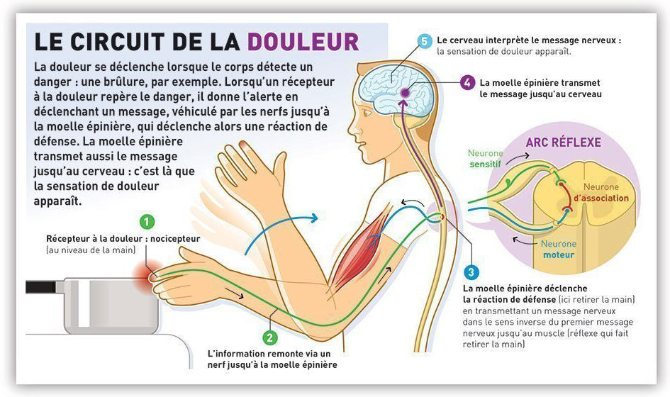 découvrez les propriétés du cbd, ses bienfaits potentiels ainsi que les polémiques qui l'entourent dans ce guide complet.
