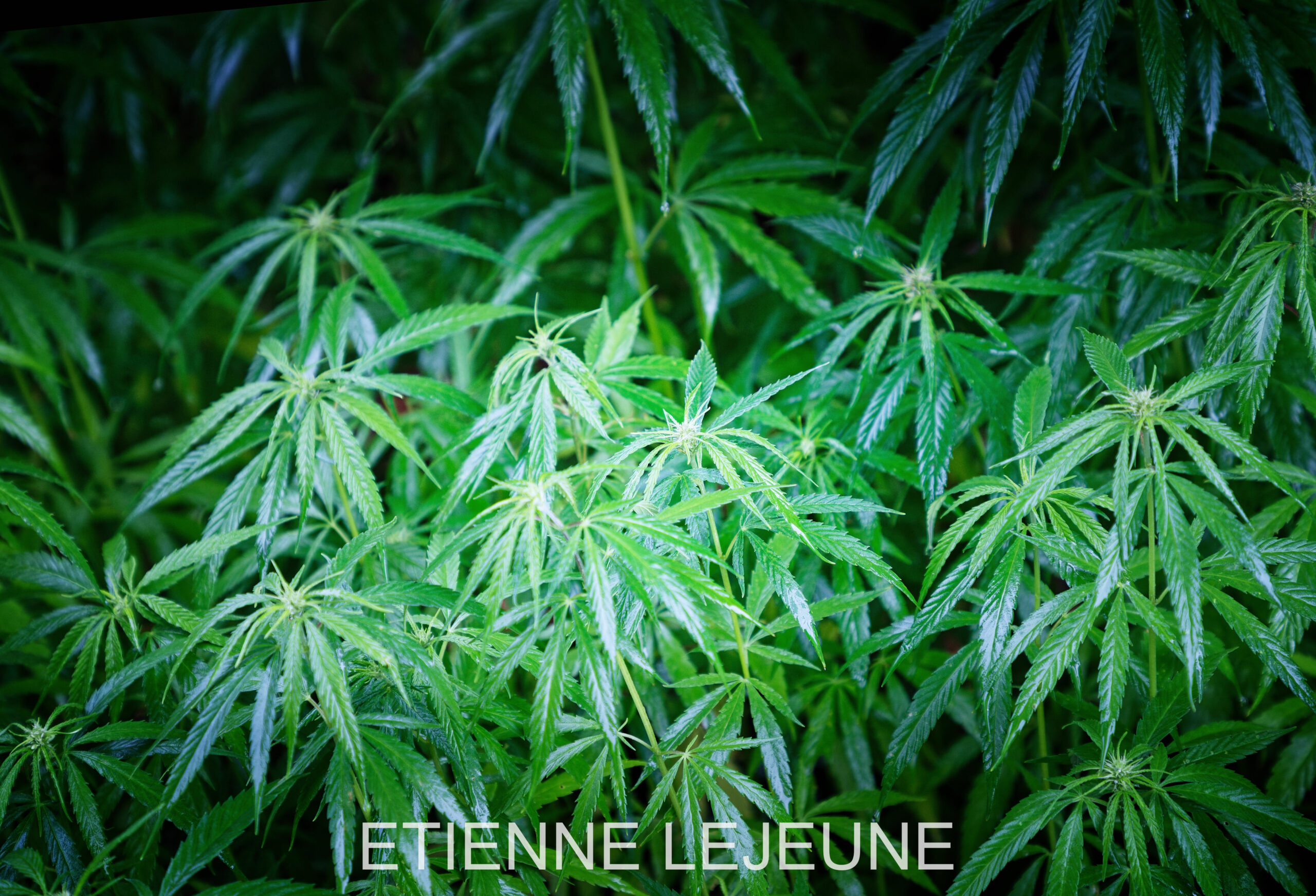 découvrez les réglementations et jurisprudences concernant la conduite sous cbd à bordeaux, ainsi que les différents tests utilisés pour détecter la présence de cbd au volant.